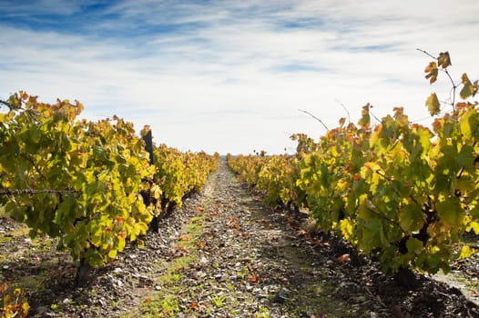 Vineyards in the fall