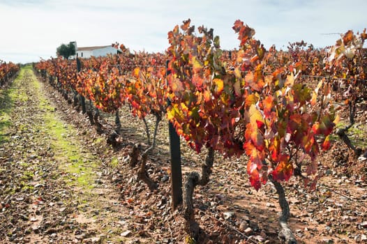Vineyards in the fall