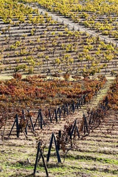 Vineyards in the fall