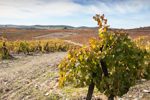 Vineyards in the fall