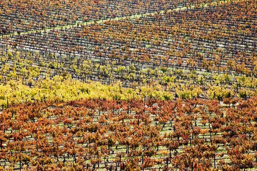 Vineyards in the fall