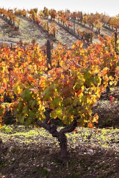 Vineyards in the fall