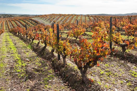 Vineyards in the fall