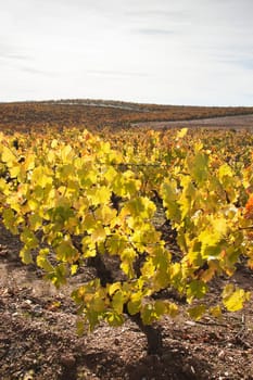Vineyards in the fall
