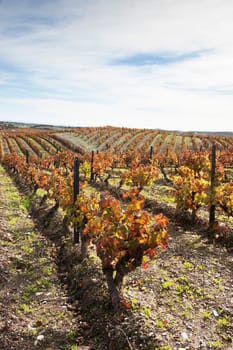 Vineyards in the fall