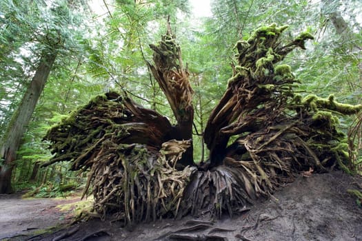 Upturned old growth Douglas-fir tree stump, Cathedral Grove, MacMillan Provincial Park, Vancouver Island, British Columbia