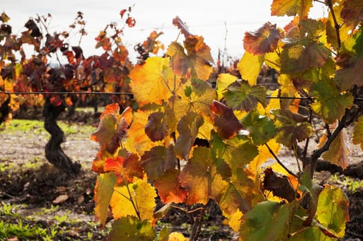 Vineyards in the fall