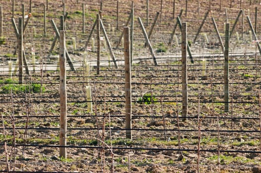 New vineyard