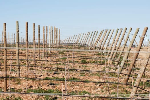 New vineyard