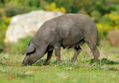 Wild pig grazing