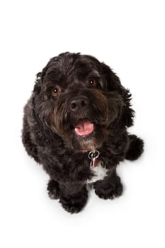 Bichon-Cocker Spaniel dog