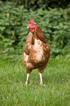 Rooster