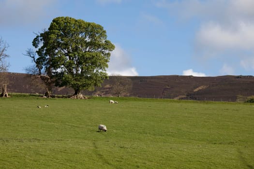 Sheep grazing in a field  Northumberland, England