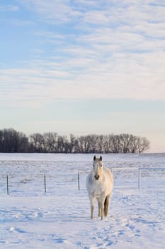White horse standing in snowy field