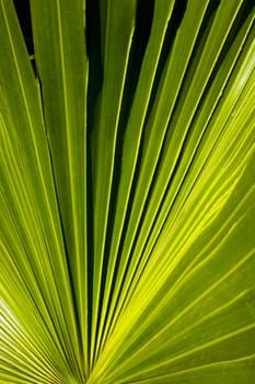 Palm fronds