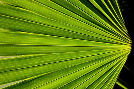 Palm fronds