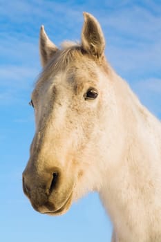 White horse