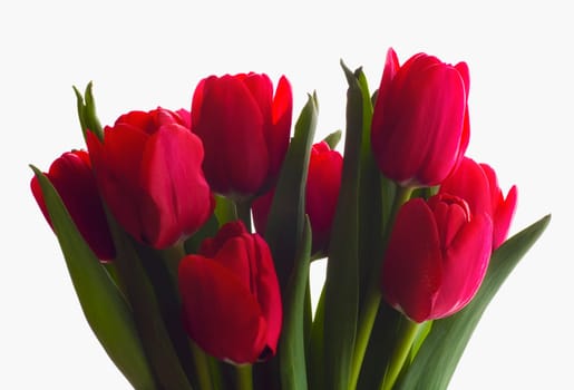 Bouquet of tulips