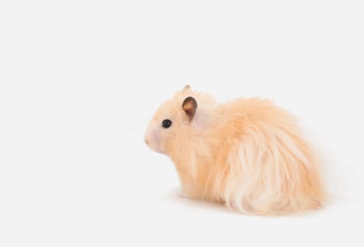 Hamster
