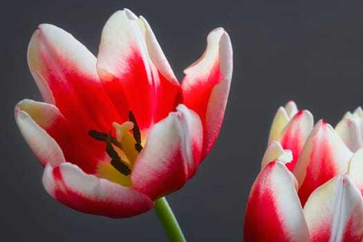 Red and white tulips