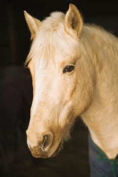 Horse portrait, Minnesota, USA