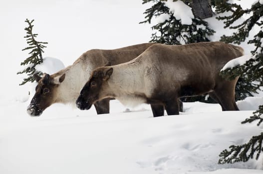 Mountain Caribou, Revelstoke, British Columbia, Canada