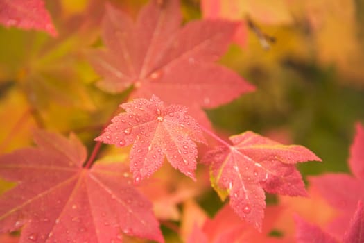 Close-up of red autumn leaves