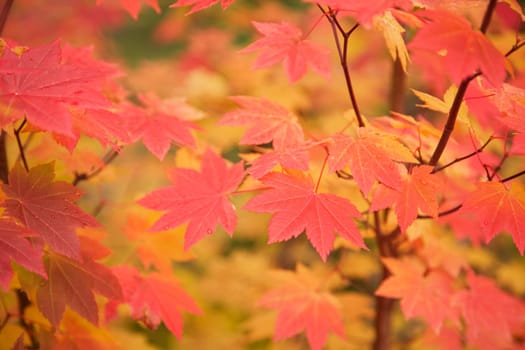 Autumn leaves