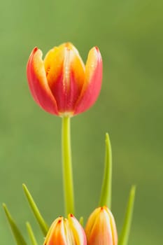 Spring tulip
