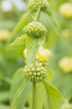 Plants about to bloom