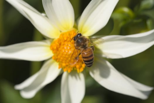 Wasp on a flower