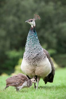 Peacock on the Isle of Arran, Scotland