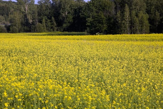 Canola field