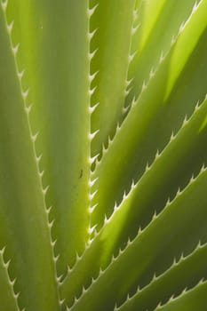 Close-up detail of spiked palm, Kauai, Hawaii, USA