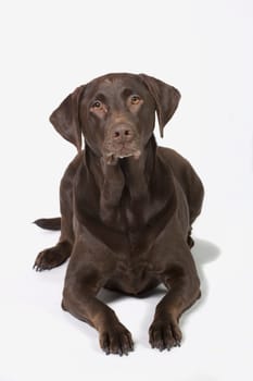 Chocolate Labrador Retriever dog