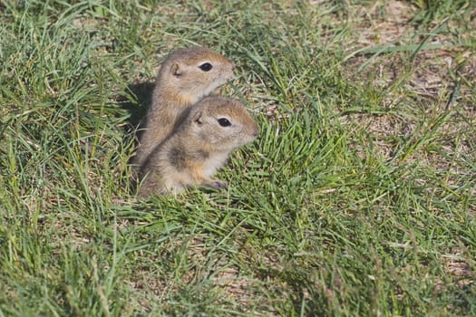 calgary, alberta, canada  two gophers coming out of their hole