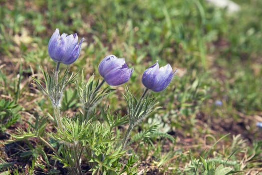 Wild crocus