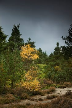 Leaves of trees changing color