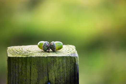 Acorns on a wooden post