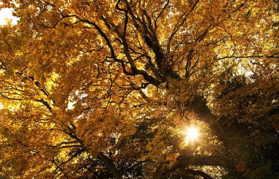 Sun shining through golden leaves on a tree