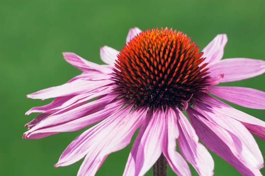 echinacea flower (echinacea pallida)