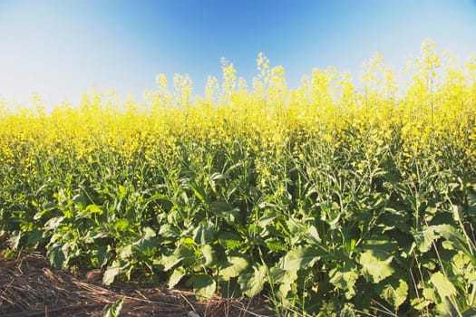 flowering canola plants, west of high river, alberta, canada