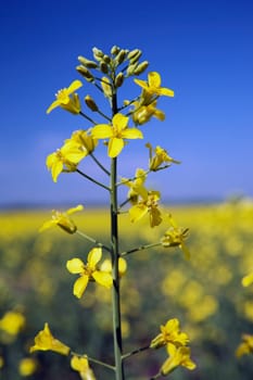 flowering canola, alberta, canada