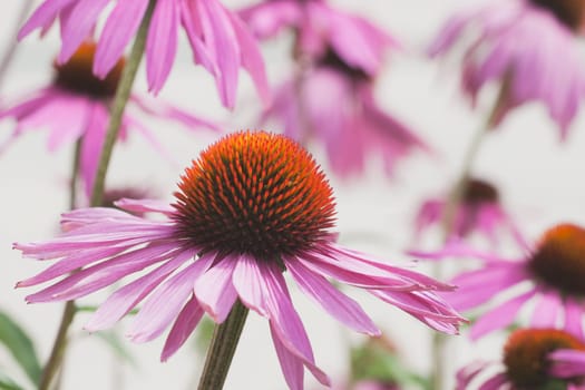 calgary, alberta, canada  echinacea (echinacea pallida) flowers