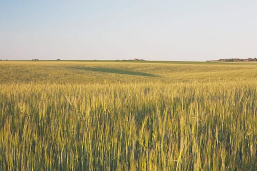 alberta, canada  grain field
