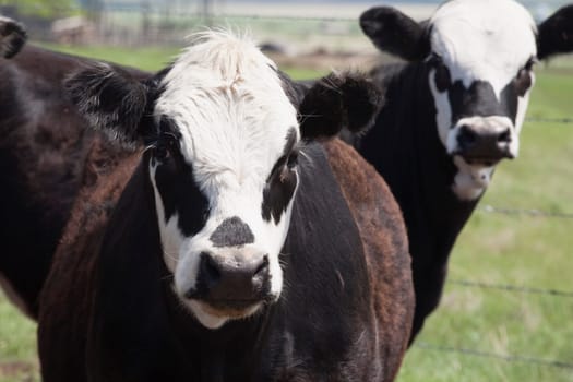 moseleigh, alberta, canada  cattle