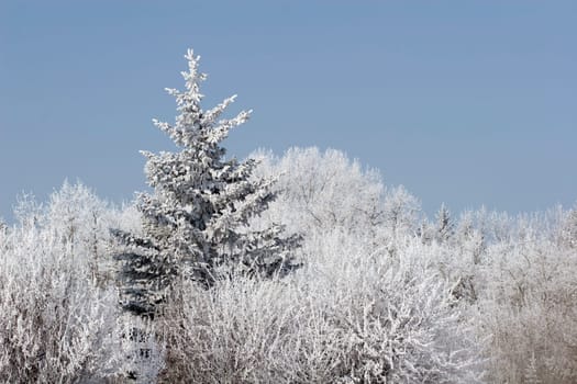 frost on trees