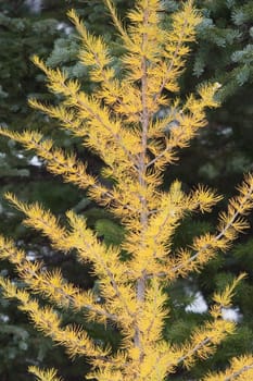 banff national park, alberta, canada  larch tree in autumn