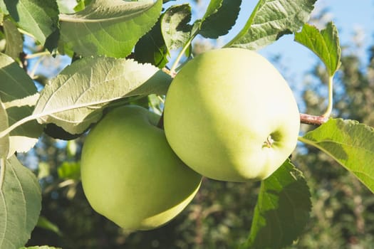 Apples on a tree