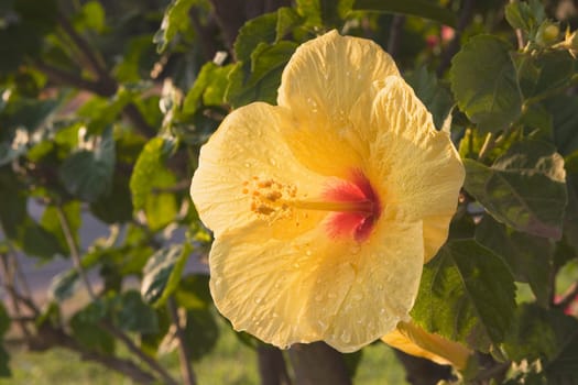 tropical flower, maui, hawaii, usa